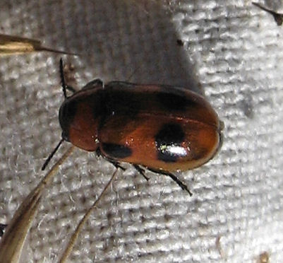 Coleotteri dell''Alto Lario
